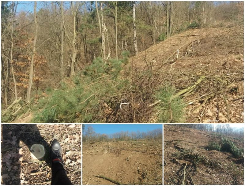 Pădurea de la Pătrângeni, Zlatna: Pădurea de salcâm se taie la ras indiferent de vârstă