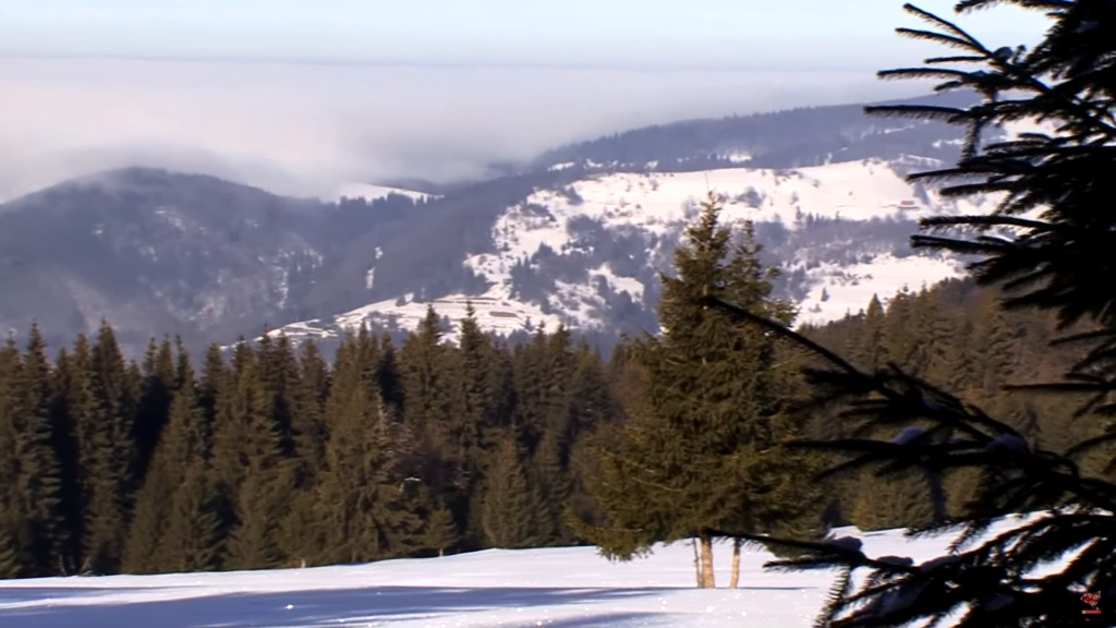 DOCUMENTAR filmat în VLĂDEASA: Natură și aventură „Pe urmele lupului”