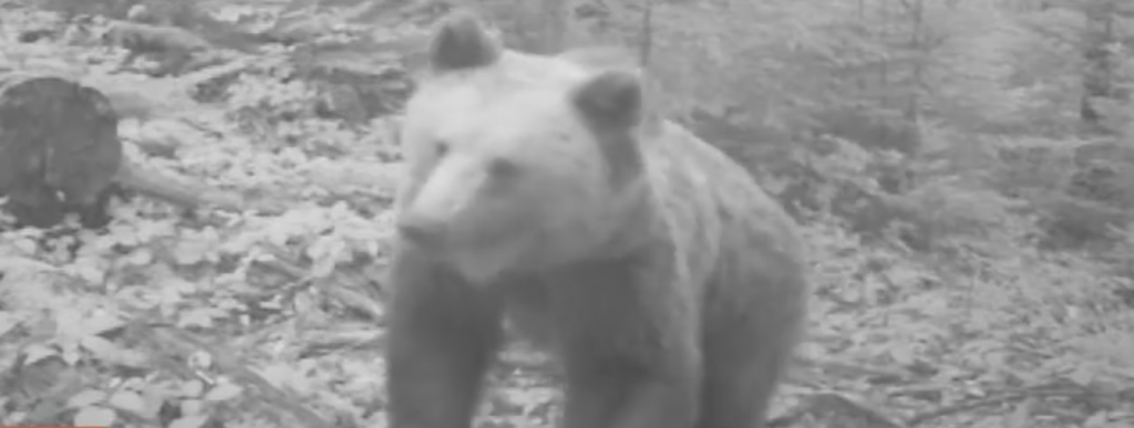 VIDEO: O ursoaică descoperă și cercetează camera de monitorizare a faunei într-o pădure din Parcul Natural Apuseni
