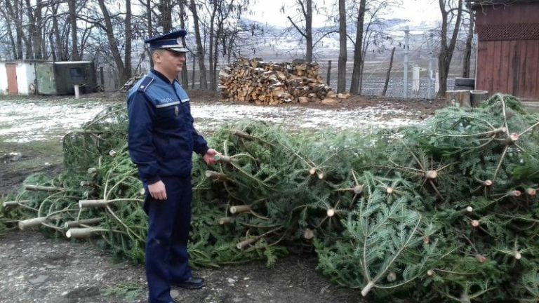 50 de brazi transportați ilegal de un bărbat au fost confiscaţi de jandarmii din Câmpeni