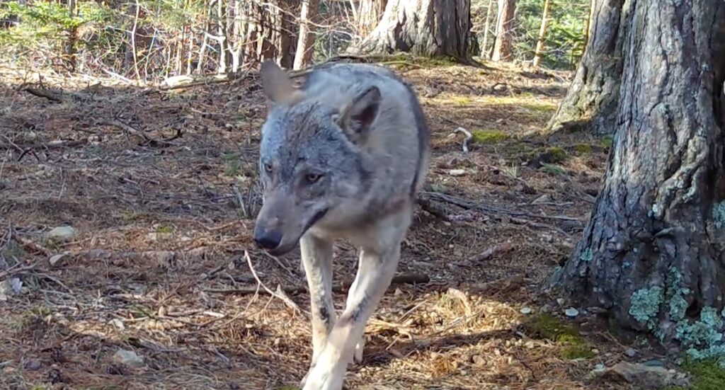Doi lupi au fost filmaţi în Parcul Natural Apuseni în timp ce îşi marcau teritoriul