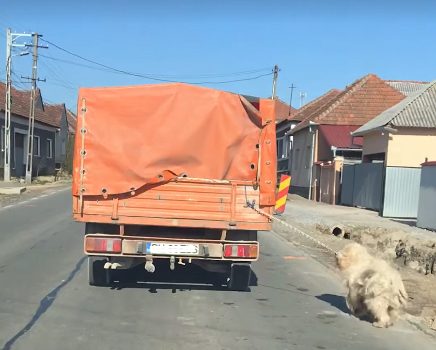 (VIDEO) REVOLTĂTOR! Un câine a fost legat de o mașină în mers pe ruta Beiuș-Oradea!