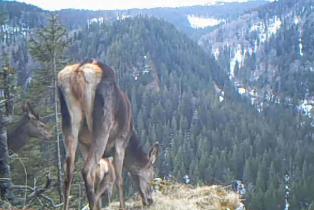Cârd de ciute surprinse VIDEO pe buza unei prăpăstii din Parcul Natural Apuseni