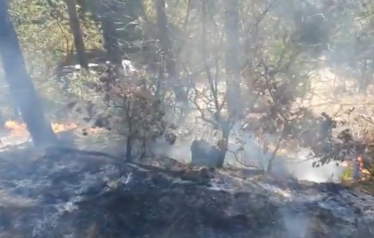 (VIDEO) Incendiul de vegetație uscată  izbucnit joi în Câmpeni, zona Valea Bistrii, a fost lichidat de îndată!