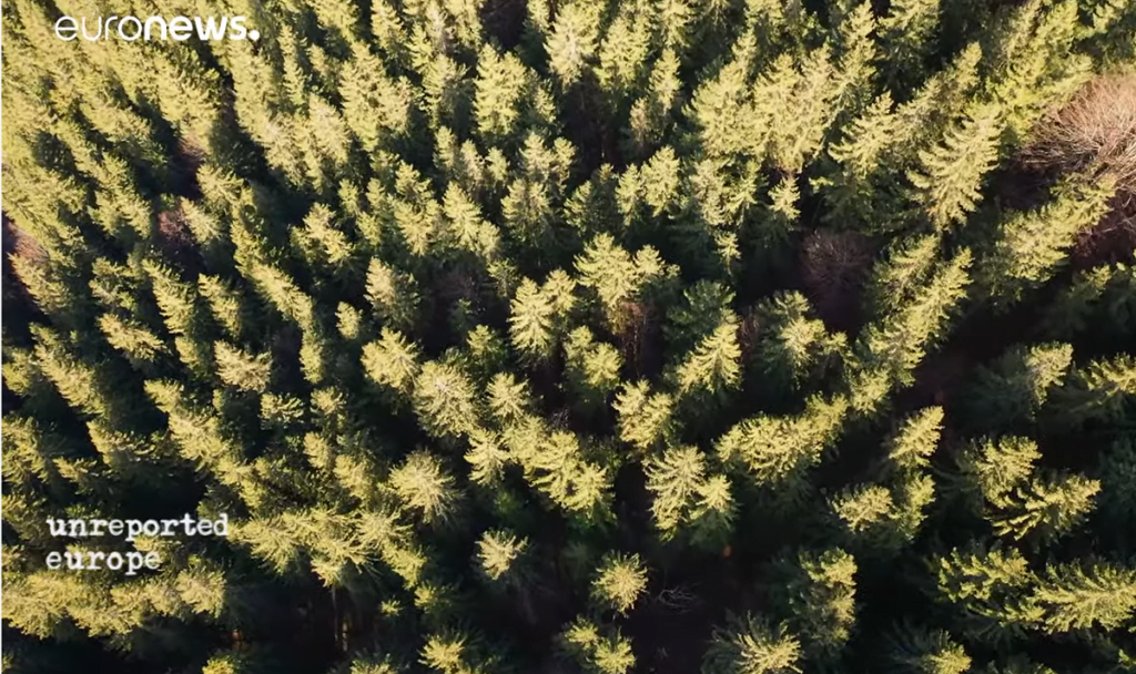 (VIDEO) Tăierile ilegale de PĂDURE VIRGINĂ din România au ajuns la EURONEWS!