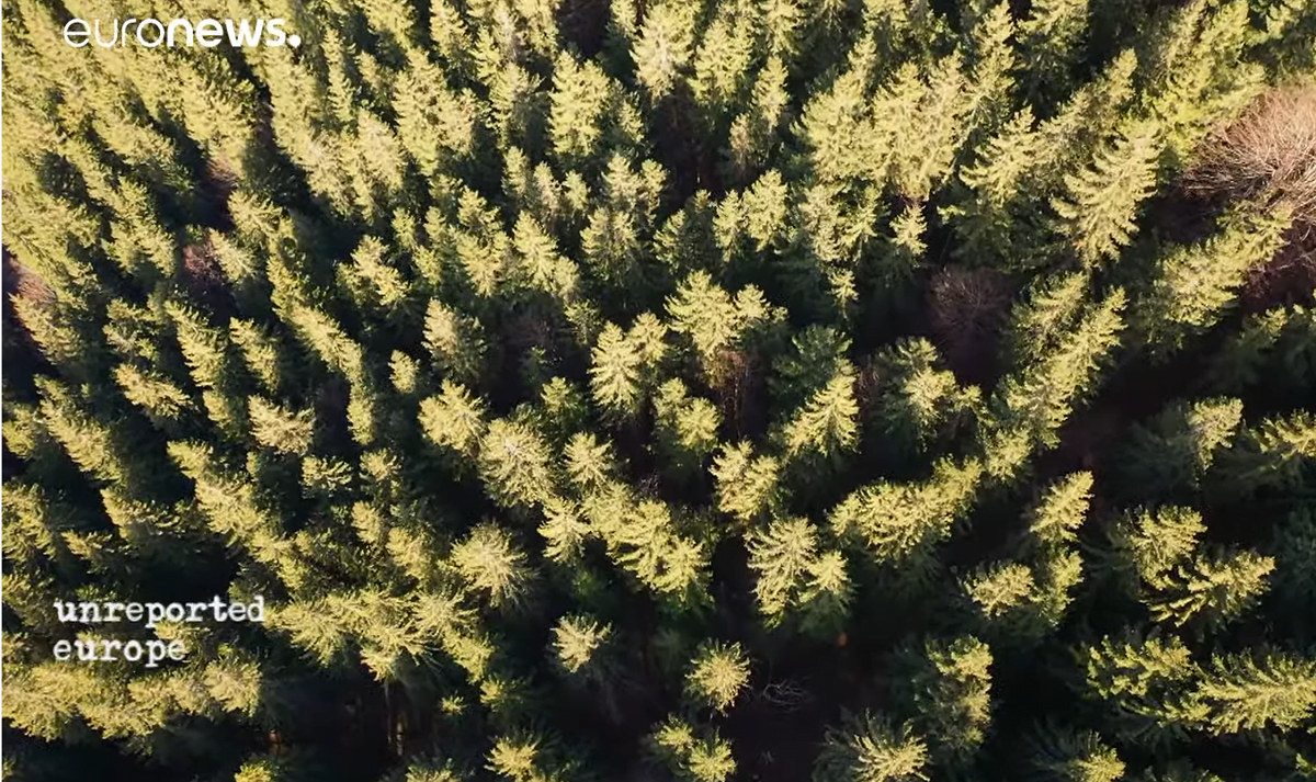 (VIDEO) Tăierile ilegale de PĂDURE VIRGINĂ din România au ajuns la EURONEWS!