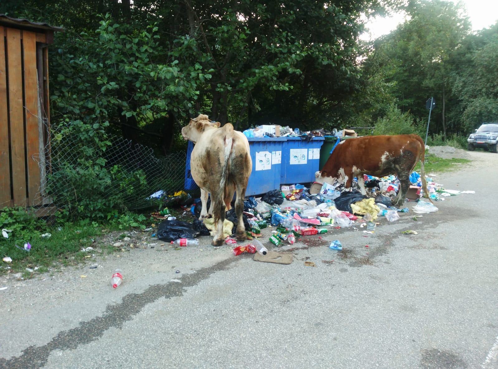 (FOTO) În Băișoara, stațiune turistică din Apuseni, vacile și caii pasc liniștiți printre gunoaie și în tomberoane!