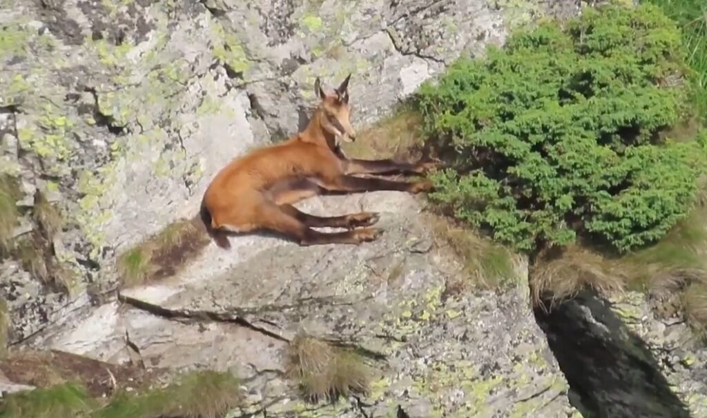 Un grup de capre negre jucăușe, filmate în Parcul Natural Apuseni