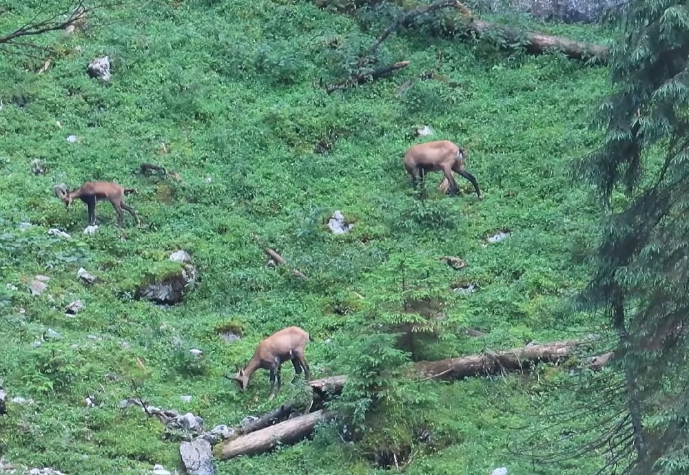 Capre negre la păscut, într-un VIDEO surprins de un  ranger al Parcului Natural Apuseni