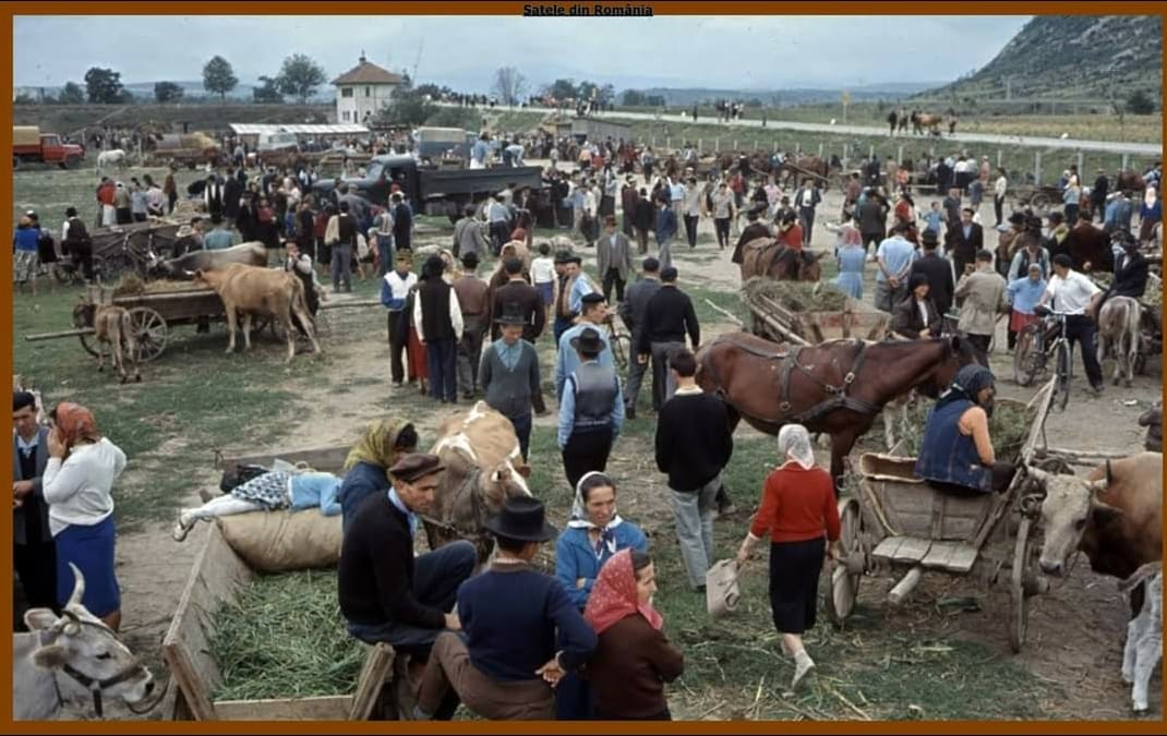 Duminică, 11 octombrie, NU se mai organizează acțiunea de colectare bovine la baza de achiziție din Gârda de Sus