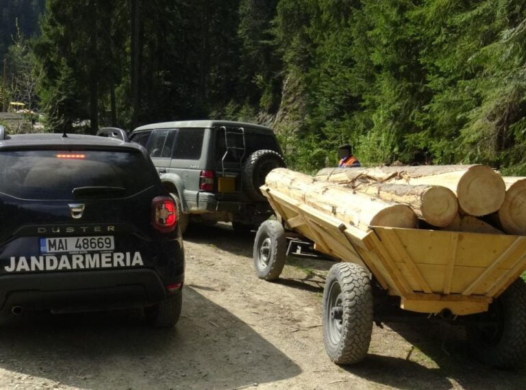 Un transport ilegal de lemn a fost depistat în Prăvăleni.  Jandarmii i-au sancționat pe transportatori