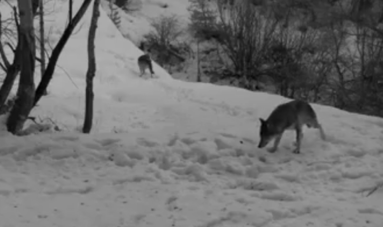 (VIDEO) O haită de lupi a fost surprinsă de o cameră video în Munții Apuseni