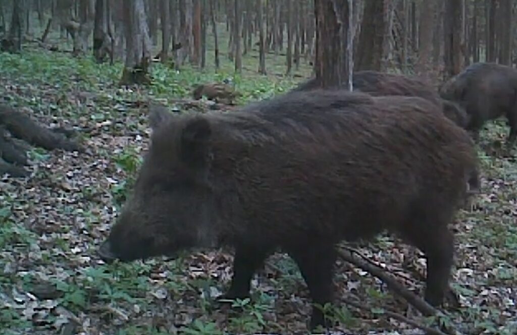 Pestă Porcină Africană în Țara Zarandului: Cinci porci mistreți din zona Baia de Criș au fost confirmați cu virusul