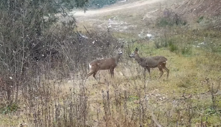 Încheiem săptămâna tot cu căprioare în Parcul Natural Apuseni
