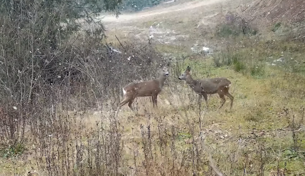 Încheiem săptămâna tot cu căprioare în Parcul Natural Apuseni