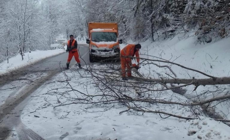 Mai mulți brazi căzuți pe DN74 și DN1R au fost îndepărtați de DRDP Cluj!