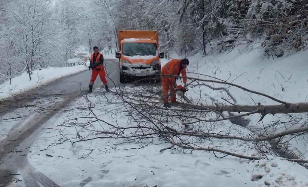 Mai mulți brazi căzuți pe DN74 și DN1R au fost îndepărtați de DRDP Cluj!