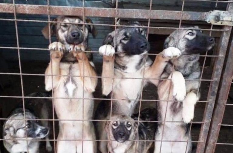 Revocați hotărârea de exterminare a câinilor la nivel județean!