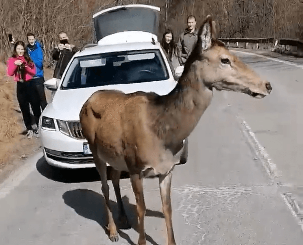 (VIDEO) O căprioară a venit să „salute” turiștii pe DN75 în zona localității Sălciua de jos!
