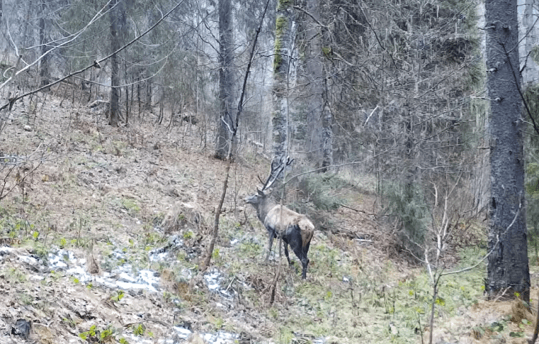 Un cerb frumos a fost filmat într-o pădure din Parcul Natural Apuseni