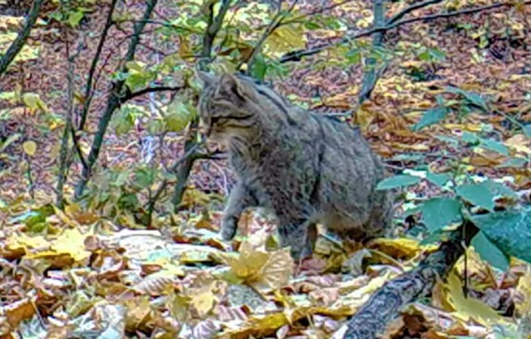 (VIDEO) O pisică sălbatică a fost filmată într-o pădure din Parcul Natural Apuseni!
