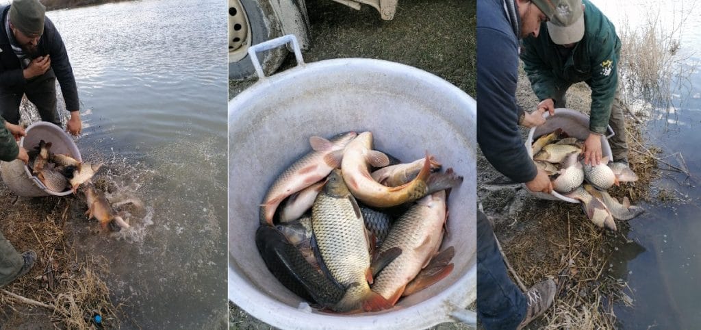 Acțiune de populare cu 1000 kg de crap românesc de 1,5 – 3,00 kg (reproducători) în barajul de la Mihoiești!