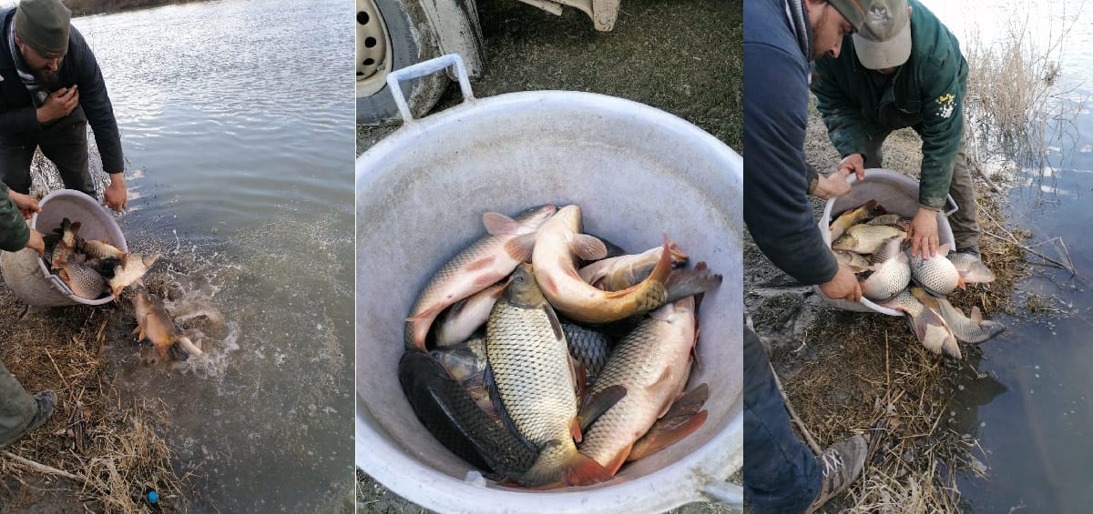 Acțiune de populare cu 1000 kg de crap românesc de 1,5 – 3,00 kg (reproducători) în barajul de la Mihoiești!