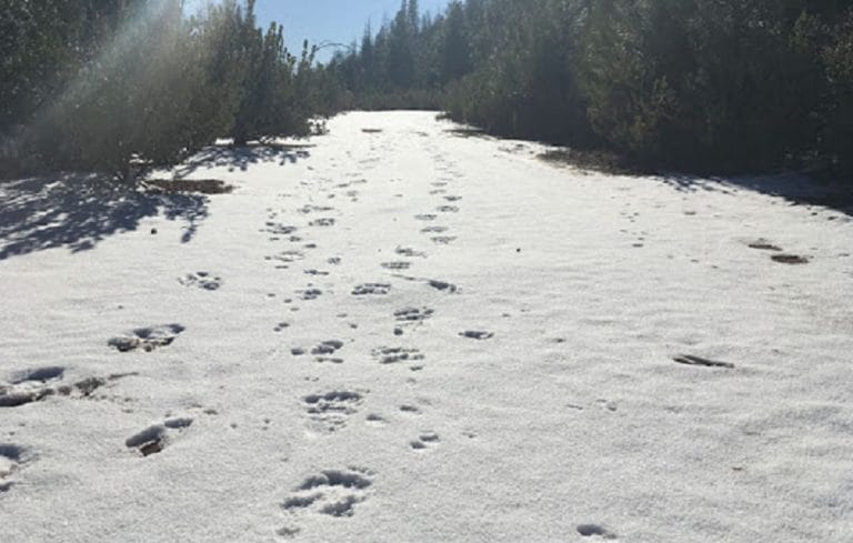 Atenție turiști! URME de URS în Apuseni, în zona Dumbrava de Sus, din Ribița!