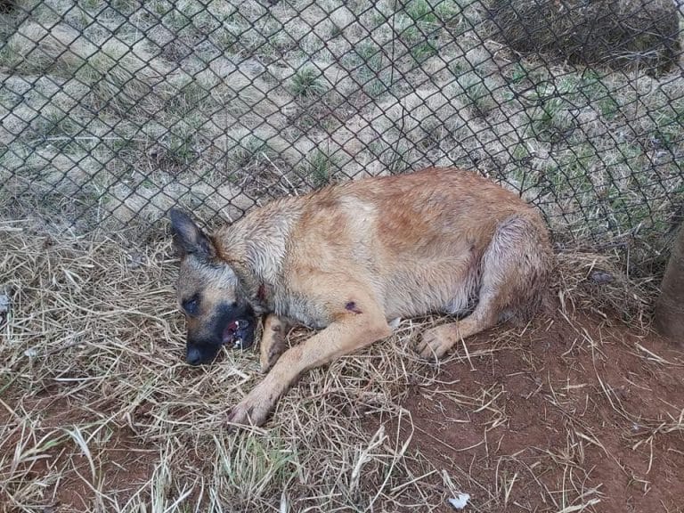 Un câine adoptat de numai patru zile a fost împușcat în curtea unei cabane din Săcel, comuna Băișoara