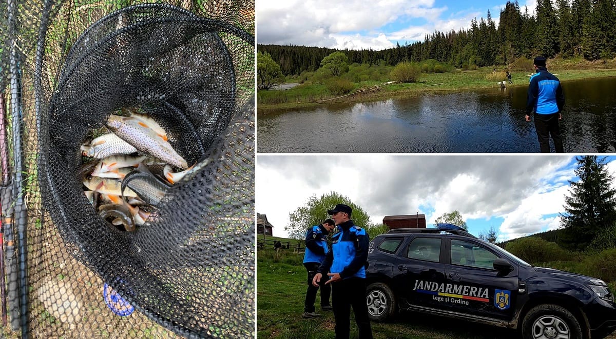 Mai mulți pescari care rețineau pești aflați în prohibiție au fost depistați de jandarmi în Apuseni, la SMIDA!