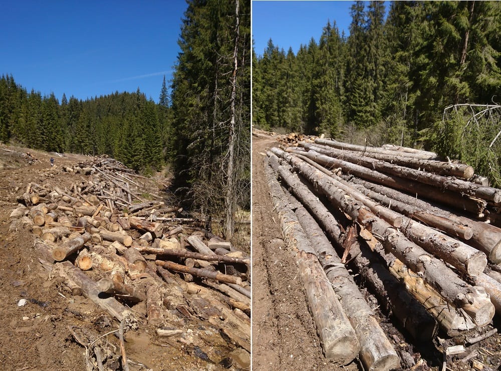 Goțiu: Bătaie de joc în Parcul Natural Apuseni! Cu drujbele și TAF-urile în zona de conservare specială