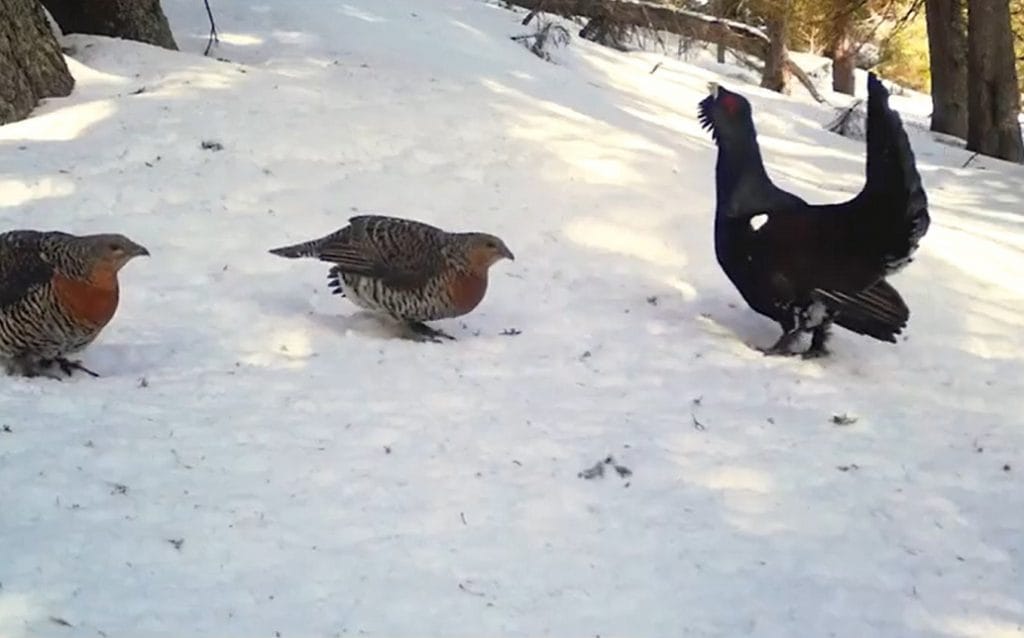 (VIDEO) Cocoșul de munte surprins în Parcul Natural Apuseni executând un dans  de împerechere