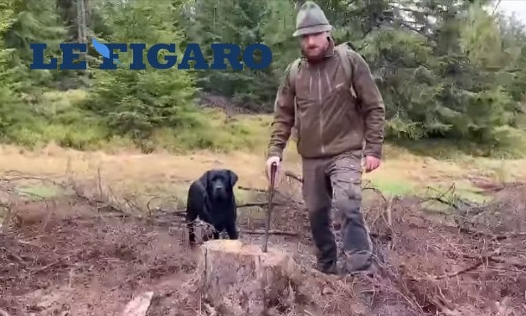 (VIDEO) Tăieri ilegale de păduri din Valea Someșului Rece au fost descoperite de către jurnaliștii de la „Le Figaro”