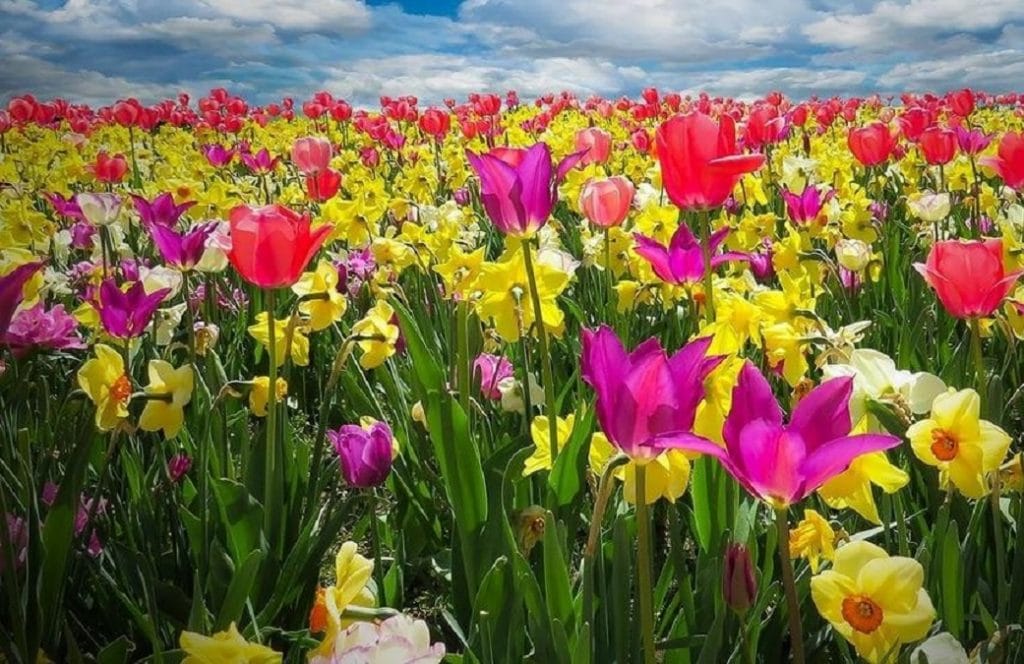 VREMEA în zona Munților Apuseni până în 16 mai: Se încălzește până la temperaturi de vară!