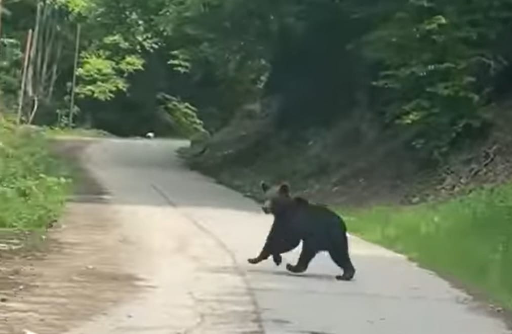 (VIDEO) Un URS a fost surprins de un șofer, pe Valea Feneșului, în apropiere de Zlatna