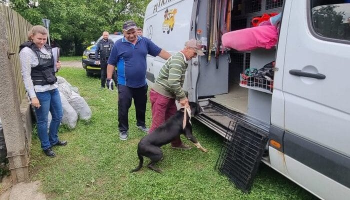 Zece câini au fost confiscați de polițiștii de la Protecția Animalelor, de la un localnic din Hărău
