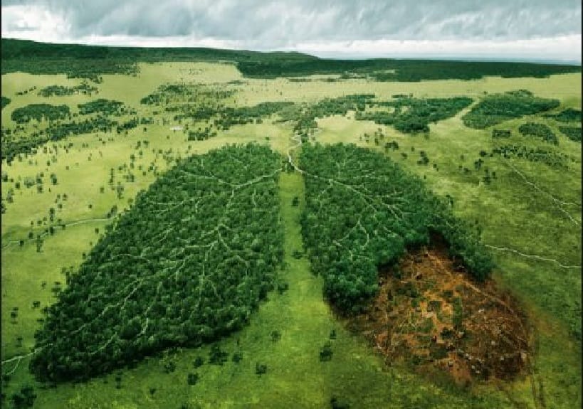 Bihorul, primul județ din România care creează un plămân verde: Se vor împăduri 273,5 hectare din județul Bihor!