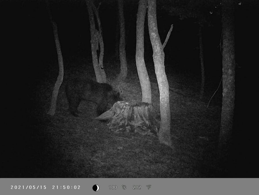 Un URS se plimbă prin Hășmaș! Primarul Cornel Popa: Limitați ieșirile în pădure, plimbările pe jos sau în grupuri mici!