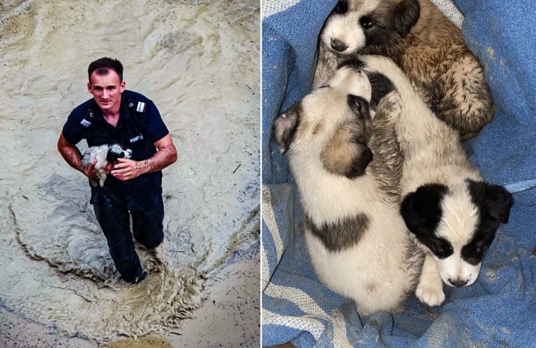 (FOTO) Trei cățeluși au fost salvați de un pompier din Câmpeni după inundații!
