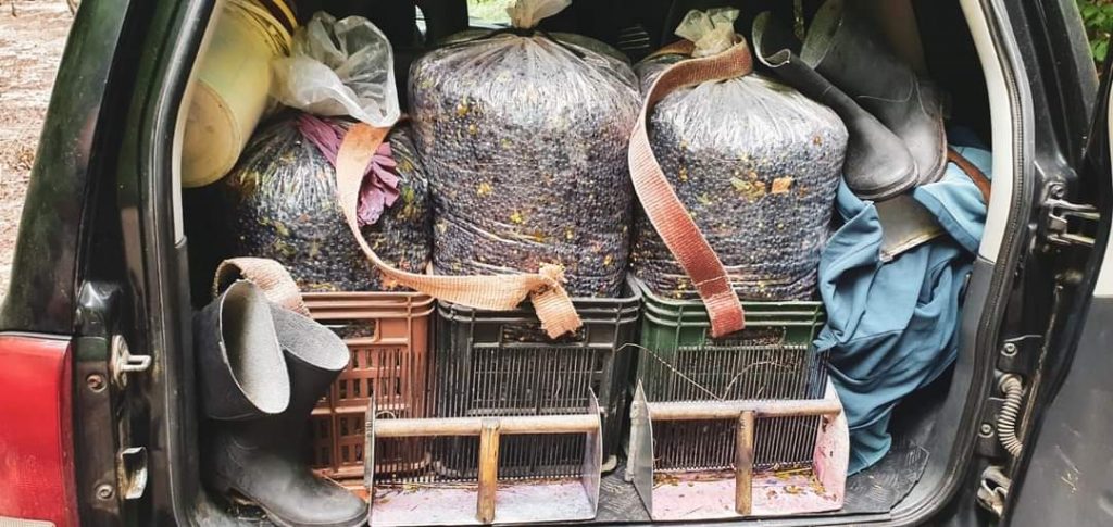 Rangerii Parcului Natural Apuseni și jandarmii au confiscat 390 kg de afine culese ilegal din parc