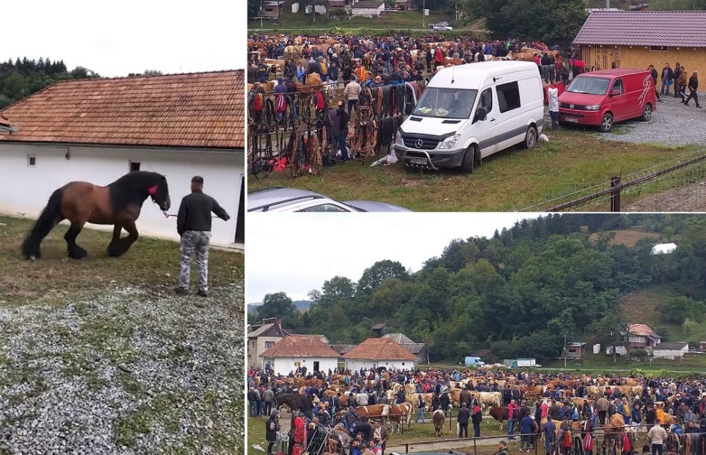 Un cal de rasă din Ciuruleasa în valoare de peste 7000 de euro a fost vedeta Târgului de animale de la Câmpeni