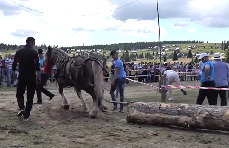EVENIMENT ANULAT !!! Concurs anual de tracțiune cabaline în Măguri Răcătău