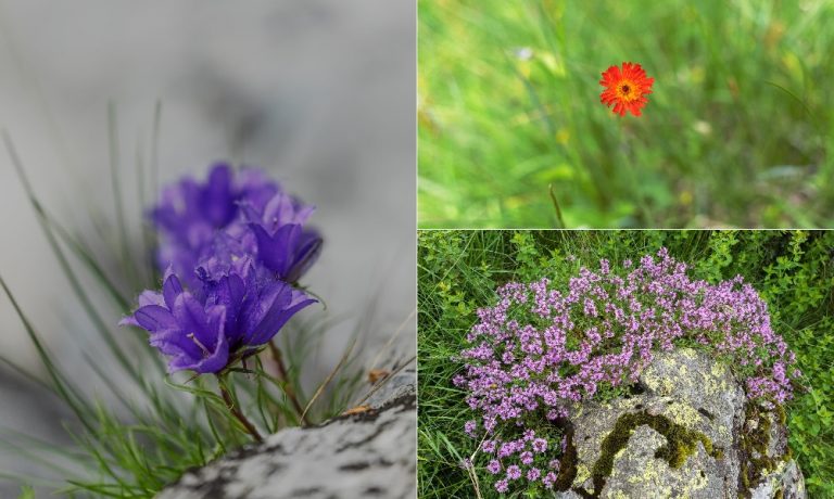 (FOTO) Flori superbe din grădina Țării Moților, Parcul Natural Apuseni