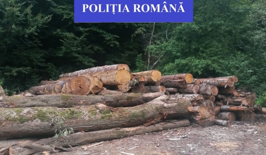 Polițiștii au depistat pe DJ 107R, în Băișoara, un bărbat din Iara care transporta lemn fără aviz valabil
