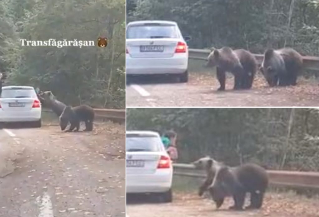 De ce atacă urșii turiștii? Pentru că o caută cu lumânarea: Un turist s-a trezit să fotografieze un URS și animalul l-a atacat!