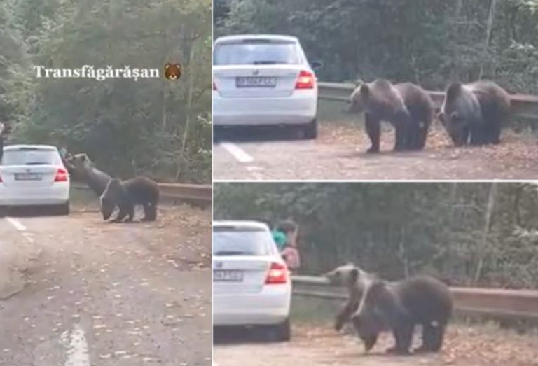 De ce atacă urșii turiștii? Pentru că o caută cu lumânarea: Un turist s-a trezit să fotografieze un URS și animalul l-a atacat!