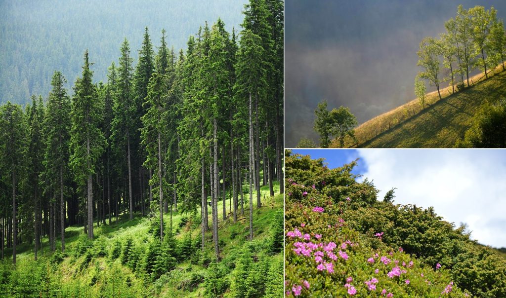 Pajişti montane superbe, tufărişuri alpine şi boreale în VALEA CEPELOR din Arieşeni, Avram Iancu şi Criştioru de Jos