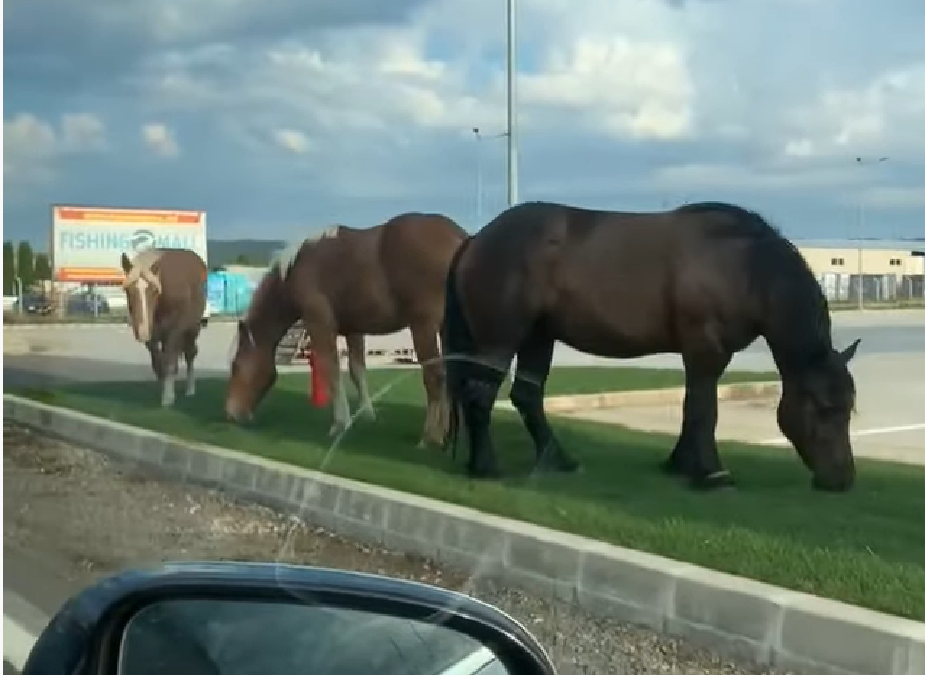(VIDEO) Caii pasc liniștiți pe marginea DN1 E60, în zona Aleșd: În orice moment se poate produce un accident teribil!