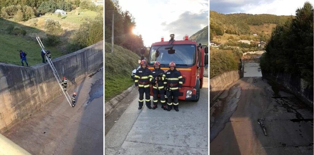 Un câine a fost salvat de pompierii din Câmpeni după ce a căzut în zona barajului Mihoești