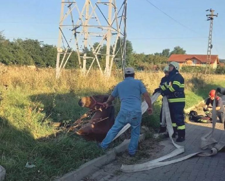 (VIDEO) Un cal, căzut într-un canal de trei metri, în Oarda de Jos, a fost salvat de pompieri!